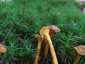 Tölcséres rókagomba (Craterellus tubaeformis), Zemplén